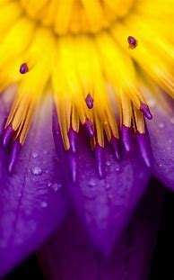 Image result for Purple Kindle Fire Free Wallpaper
