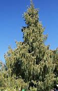 Image result for Cypress Tree Varieties