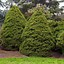 Image result for Dwarf Alberta Spruce - 1 Container