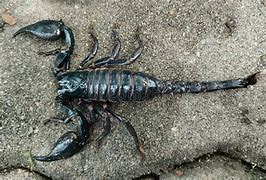Image result for Dead Scorpion