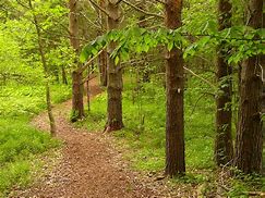 Image result for Public Domain Picture of wooded path