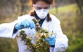 Image result for Cannabis agriculture
