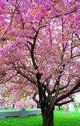 Image result for Pink Tree