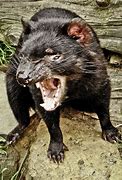 Image result for Tasmanian Devil Tiger