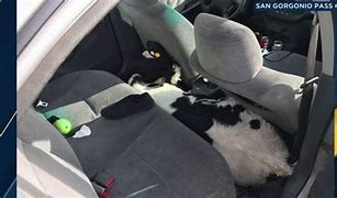 Image result for calf in car