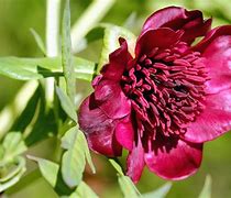 Image result for Red Peony Flower