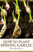 Image result for Can You Plant Garlic Cloves