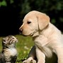 Image result for Puppies and Kittens Wallpaper for My Desktop