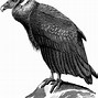 Image result for Condor Designs Clip Art