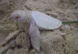 Image result for Albino Turtle
