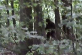 Image result for Sasquatch in the woods