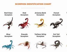 Image result for Scorpion Like Insect