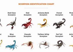 Image result for Scorpion Information