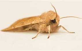 Image result for Cedar Moth Prevention
