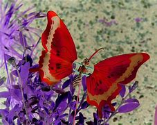 Image result for Poem About Butterfly
