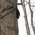 Image result for Tree Stand Shooting Rail