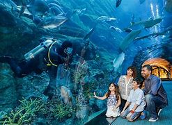 Image result for Ocean Aquariums Zoo