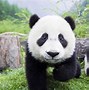 Image result for Funny Panda