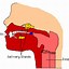 Image result for Anatomy of Digestive System