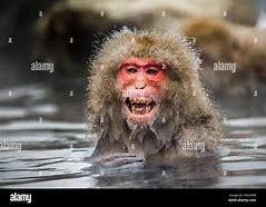 Image result for Japanese Water Monkey
