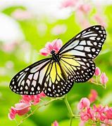 Image result for Butterfly Puns