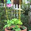Image result for Small Trellis for Potted Plants