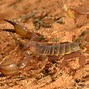 Image result for Australian Scorpion