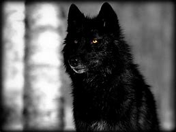 Image result for Black Wolf