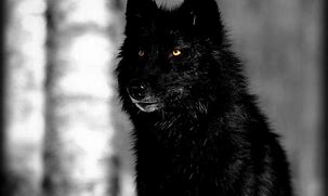 Image result for Cool Black Wolves