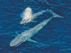 Image result for Biggest Blue Whale Ever Recorded