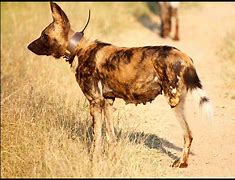 Image result for Snare Hunting