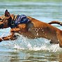 Image result for Mountain Cur Coon Dogs