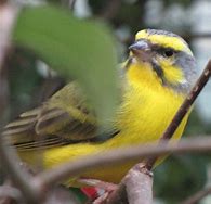 Image result for green singer finch pair