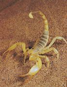 Image result for Scorpion Csmo in the Desert