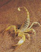 Image result for Male Scorpion