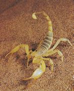 Image result for Scorpion Animal Meme