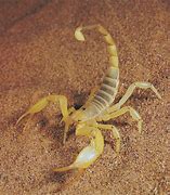 Image result for Desert Scorpion Names