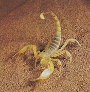 Image result for Desert Scorpion