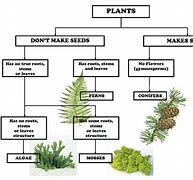 Image result for Plant Species Chart