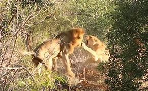 Image result for Lion Attack