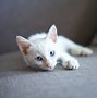 Image result for Albino Cat