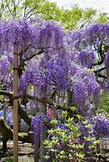 Image result for Wisteria Tree Care