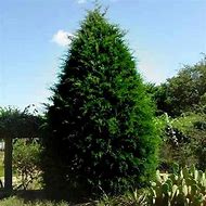 Image result for Kenzan Cedar Christmas Tree