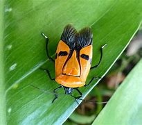 Image result for Bug with Human Face
