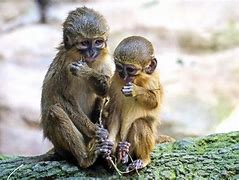 Image result for Different Monkey Species