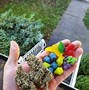Image result for Best Edible Marijuana Gummies