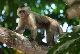 Image result for Rainforest Monkeys