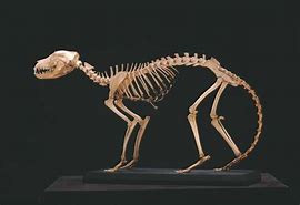 Image result for Tasmanian Tiger Skeleton