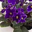 Image result for African Violets with Green Flowers