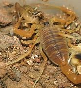 Image result for Sahara Desert Scorpion Animal